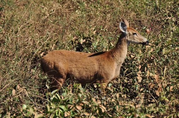 Encontro com um veado ao lado da rodovia Transpantaneira, entre Poconé e Porto Jofre, no Mato Grosso